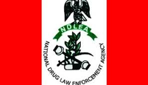 NDLEA Denies Making Request for Sniffer Dogs in 2023 Budget | Daily Report Nigeria