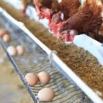 PAN Warns Farmers Using Antibiotics In Raising Chickens, Other Birds | Daily Report Nigeria