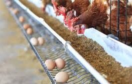 PAN Warns Farmers Using Antibiotics In Raising Chickens, Other Birds | Daily Report Nigeria