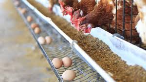 PAN Warns Farmers Using Antibiotics In Raising Chickens, Other Birds | Daily Report Nigeria