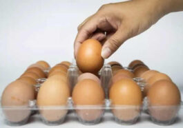 High Consumption of Eggs Linked to Brain Cancer | Daily Report Nigeria