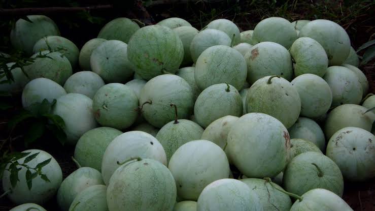 Man Beaten to Death for Stealing Watermelon in Bauchi | Daily Report Nigeria