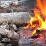 Jigawa Govt Bans Tree Felling for Firewood,  Charcoal | Daily Report Nigeria