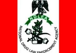 NDLEA Weighs Use of Cannabis in US, UK, Nigeria | Daily Report Nigeria