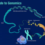 The Need To Study Genomics