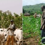 How 60,000 Nigerians Lost Their Lives to Farmers-herders Crises