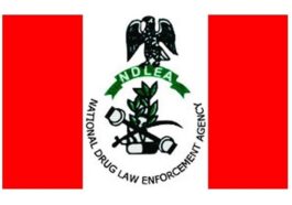 NDLEA Destroys 16 Hectares Cannabis Farm in Ekiti | Daily Report Nigeria