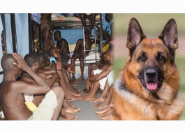 FG Feeds Dogs More Than Inmates – NCoS | Daily Report Nigeria