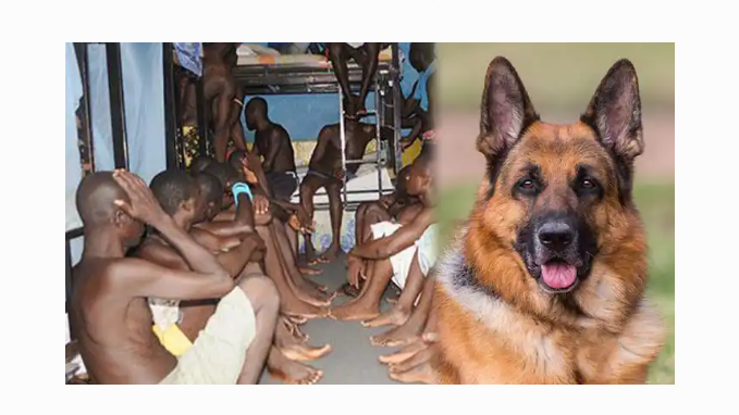 FG Feeds Dogs More Than Inmates – NCoS | Daily Report Nigeria