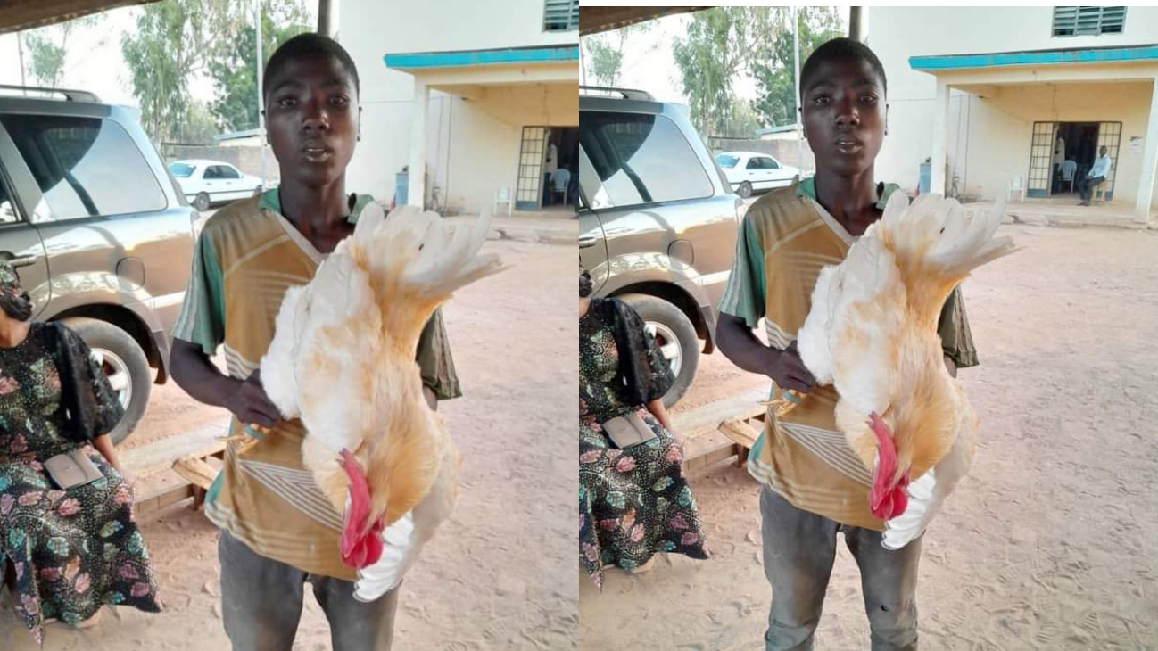 Police Arrest 17-Year-Old Boy For Mating with Cock | Daily Report Nigeria