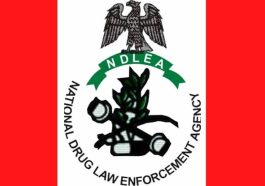 How Borno Youths Drink Urine, Lizard Dung, Others To Get High – NDLEA | Daily Report Nigeria