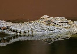 Prophet Eaten By Crocodiles During Baptism | Daily Report Nigeria