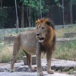 9-Year-Old Lion Kills OAU Zookeeper