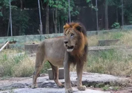9-Year-Old Lion Kills OAU Zookeeper