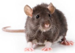 Lassa Fever Outbreak Kills 1 In Rivers | Daily Report Nigeria