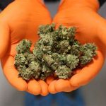 Customs Seizes N3 Billion Worth Of Cannabis Imported From Canada | Daily Report Nigeria