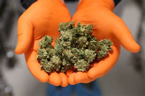 Customs Seizes N3 Billion Worth Of Cannabis Imported From Canada | Daily Report Nigeria