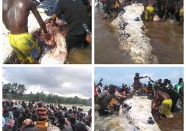 PHOTOS: Residents Butcher Giant Whale In Bayelsa | Daily Report Nigeria