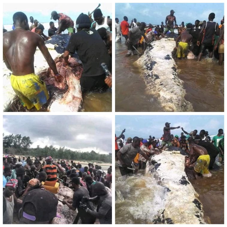 PHOTOS: Residents Butcher Giant Whale In Bayelsa | Daily Report Nigeria