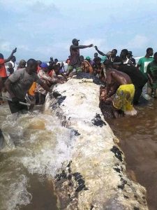 PHOTOS: Residents Butcher Giant Whale In Bayelsa | Daily Report Nigeria