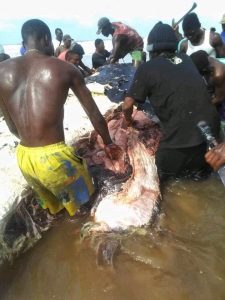 PHOTOS: Residents Butcher Giant Whale In Bayelsa | Daily Report Nigeria