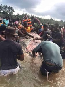 PHOTOS: Residents Butcher Giant Whale In Bayelsa | Daily Report Nigeria