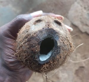 PHOTOS: Fruit Seller Rants As Rat Eats Into Hard Coconut Shell | Daily Report Nigeria