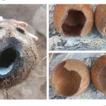 PHOTOS: Fruit Seller Rants As Rat Eats Into Hard Coconut Shell | Daily Report Nigeria