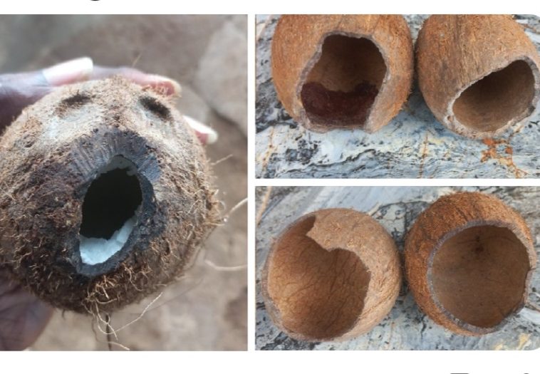 PHOTOS: Fruit Seller Rants As Rat Eats Into Hard Coconut Shell | Daily Report Nigeria