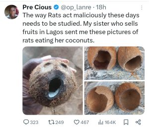 PHOTOS: Fruit Seller Rants As Rat Eats Into Hard Coconut Shell | Daily Report Nigeria