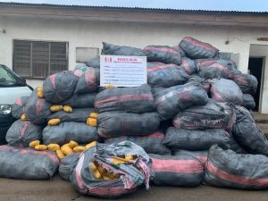 After Years On The Run, NDLEA Nabs Drug Lord | Daily Report Nigeria