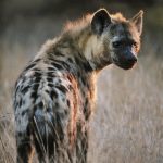 Residents In Panic As Hyena Escape Jos Wildlife Park | Daily Report Nigeria