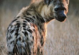 Residents In Panic As Hyena Escape Jos Wildlife Park | Daily Report Nigeria