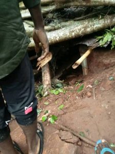 PHOTOS: Tree Collapse, Kill Four, Injure Others In Edo Market | Daily Report Nigeria