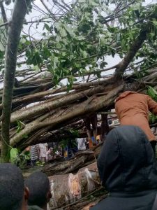 PHOTOS: Tree Collapse, Kill Four, Injure Others In Edo Market | Daily Report Nigeria