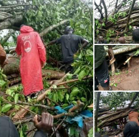 PHOTOS: Tree Collapse, Kill Four, Injure Others In Edo Market | Daily Report Nigeria