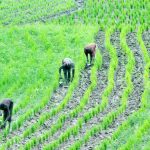 Bayelsa Youths Urge Tinubu to Support Revitalization of Peremabiri Rice Farm | Daily Report Nigeria