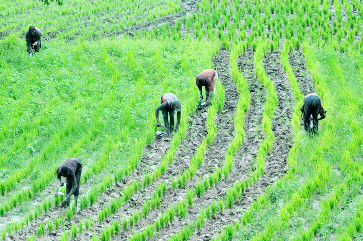 Bayelsa Youths Urge Tinubu to Support Revitalization of Peremabiri Rice Farm | Daily Report Nigeria