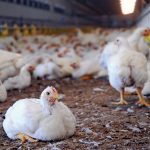 Lagos Poultry Farmers Seek Maize Import License to Reduce Production Costs | Daily Report Nigeria