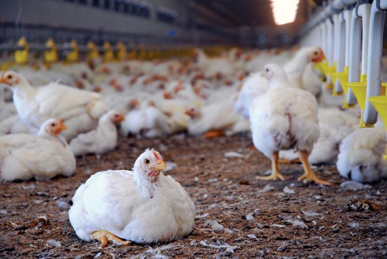 Lagos Poultry Farmers Seek Maize Import License to Reduce Production Costs | Daily Report Nigeria