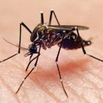 Breakthrough in Mosquito Identification: AI-Powered App VectorCam Leads Way | Daily Report Nigeria