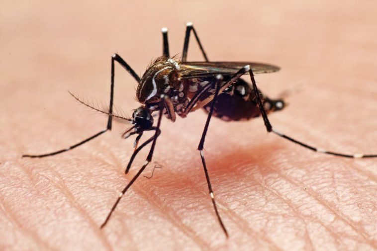 Breakthrough in Mosquito Identification: AI-Powered App VectorCam Leads Way | Daily Report Nigeria