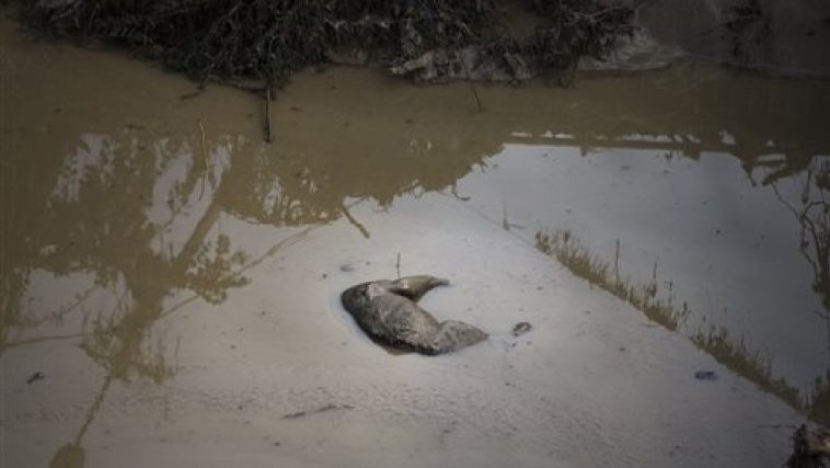 Flood Chaos Hits Popular Maiduguri Zoo | Daily Report Nigeria