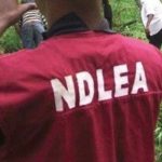 20 LG Aspirants Tested Positive For Cannabis, Codeine, Others – NDLEA | Daily Report Nigeria