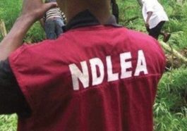 20 LG Aspirants Tested Positive For Cannabis, Codeine, Others – NDLEA | Daily Report Nigeria