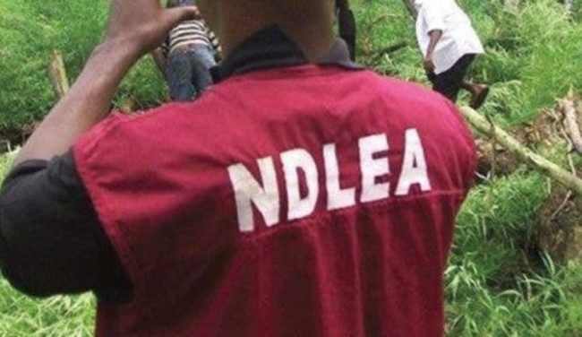 20 LG Aspirants Tested Positive For Cannabis, Codeine, Others – NDLEA | Daily Report Nigeria