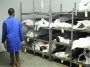 Govt Begins Taxing Corpses At Mortuaries, Netizens React | Daily Report Nigeria