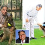 Indian Billionaire Wills £91million Fortune To His DOG | Daily Report Nigeria