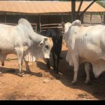 Hardship: Thieves Invade Church, Steal 2 Cows In Oyo | Daily Report Nigeria