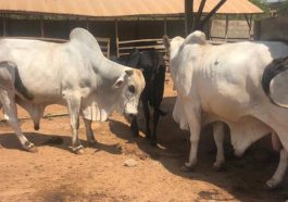 Hardship: Thieves Invade Church, Steal 2 Cows In Oyo | Daily Report Nigeria